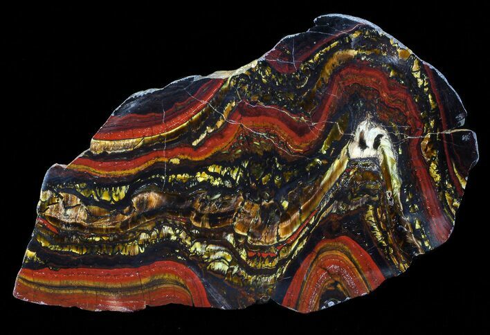 Polished Tiger Iron Stromatolite - ( Billion Years) #65342
